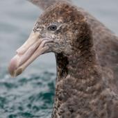 Northern giant petrel. Close view of adult head. Kaikoura pelagic, December 2012. Image &copy; Philip Griffin by Philip Griffin