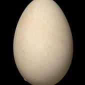 Northern giant petrel. Egg 100.0 x 66.1 mm (NMNZ OR.019097, collected by Jack Sorensen). Campbell Island, September 1942. Image &copy; Te Papa by Jean-Claude Stahl