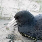 Northern giant petrel. Juvenile. Baylys Beach,  Northland, July 2011. Image &copy; Thomas Musson by Thomas Musson tomandelaine@xtra.co.nz