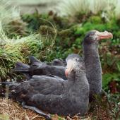 Northern giant petrel. Pair at nest site. Antipodes Island, October 1990. Image &copy; Colin Miskelly by Colin Miskelly