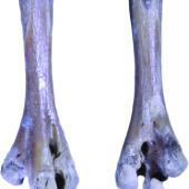 Sansom's plover. Referred partial left tarsometatarsus (Canterbury Museum CM 2013.18.684). Scale bar = 5 mm. St Bathans. Image &copy; Vanesa De Pietri by Vanesa De Pietri