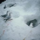 Antarctic fulmar. Adults at snow-covered nest sites. Hop Island, Prydz Bay, Antarctica, November 1989. Image &copy; Colin Miskelly by Colin Miskelly