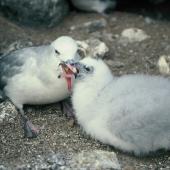 Antarctic fulmar. Adult feeding chick. Hop Island, Prydz Bay, Antarctica, February 1990. Image &copy; Colin Miskelly by Colin Miskelly