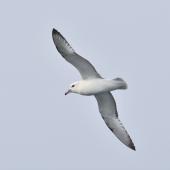 Antarctic fulmar. Ventral view of adult in flight. Between Falkland Islands and South Georgia, December 2015. Image &copy; Cyril Vathelet by Cyril Vathelet