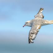 Antarctic fulmar. Moulting adult in flight, dorsal view. Southern Ocean, January 2018. Image &copy; Mark Lethlean by Mark Lethlean