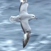 Antarctic fulmar. Bird in flight, dorsal surface. Drake Passage, November 2008. Image &copy; Tony Crocker by Tony Crocker