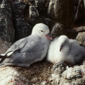 Antarctic fulmar. Adult and large chick at nest. Hop Island, Prydz Bay, Antarctica, February 1990. Image &copy; Colin Miskelly by Colin Miskelly