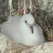 Antarctic fulmar. Large downy chick. Hop Island, Prydz Bay, Antarctica, February 1990. Image &copy; Colin Miskelly by Colin Miskelly