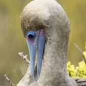 Red-footed booby. Intermediate morph adult preening. Tower Island,  Galapagos Islands, August 2016. Image &copy; Rebecca Bowater by Rebecca Bowater FPSNZ AFIAP www.florandfauna.co.nz