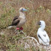 Red-footed booby. Adult intermediate morph at nest with large chick. Raine Island, Queensland,  Australia, September 2014. Image &copy; David Stewart by David Stewart
