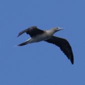 Red-footed booby. Intermediate morph adult in flight (first New Zealand record). Napier Islet, Kermadec Islands, March 2016. Image &copy; Chris Collins by Chris Collins birdsandwildlife.com