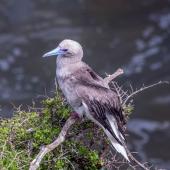 Red-footed booby. Adult brown morph. Muriwai gannet colony, December 2021. Image &copy; Brian Mallinger by Brian Mallinger