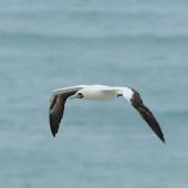 Red-footed booby. Pale morph adult in flight. Muriwai gannet colony, January 2017. Image &copy; Jim Harding by Jim Harding