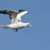 Red-footed booby. White morph adult in flight, showing red feet. Hawaii, October 2015. Image &copy; Michael Ashbee by Michael Ashbee C/O Michael Ashbee@www.mikeashbeephotography.com