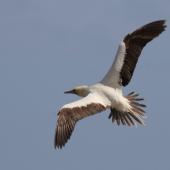 Red-footed booby. Pale morph adult in flight. Muriwai gannet colony, January 2017. Image &copy; Donald Snook by Donald Snook
