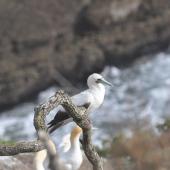 Red-footed booby. Pale morph adult. Muriwai gannet colony, January 2017. Image &copy; Blair Outhwaite by Blair Outhwaite