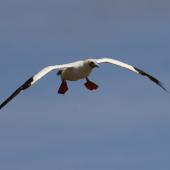 Red-footed booby. Pale morph adult in flight. Muriwai gannet colony, January 2017. Image &copy; Donald Snook by Donald Snook