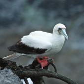 Red-footed booby. Pale morph adult. Muriwai gannet colony, January 2017. Image &copy; Les Feasey by Les Feasey