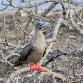 Red-footed booby. Brown morph adult roosting in tree. Tower Island,  Galapagos Islands, August 2016. Image &copy; Rebecca Bowater by Rebecca Bowater FPSNZ AFIAP www.floraandfauna.co.nz