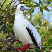 Red-footed booby. White morph adult roosting. Cosmoledo Atoll, Seychelles, December 2015. Image &copy; Tony Crocker by Tony Crocker