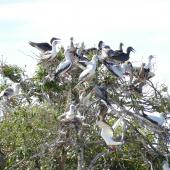 Red-footed booby. Roosting flock with adults in a wide range of plumages. Cosmoledo Atoll, Seychelles, December 2015. Image &copy; Tony Crocker by Tony Crocker