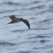 Herald petrel. Intermediate morph adult in flight (first New Zealand record). Herald Islets, Kermadec Islands, March 2016. Image &copy; Steve Wood by Steve Wood