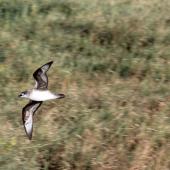 Herald petrel. Adult flying over island. Raine Island, Queensland,  Australia, September 2014. Image &copy; David Stewart by David Stewart &nbsp;&nbsp;&nbsp;