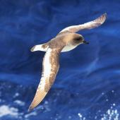 Antarctic petrel. Bird in flight, front side view from above. Approaching South Shetland Islands, from South Georgia, December 2015. Image &copy; Cyril Vathelet by Cyril Vathelet