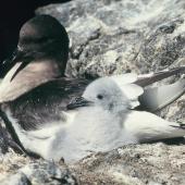 Antarctic petrel. Adult guarding young chick. Hop Island, Prydz Bay, Antarctica, February 1990. Image &copy; Colin Miskelly by Colin Miskelly