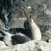 Antarctic petrel. Adult displaying at nest site. Hop Island, Prydz Bay, Antarctica, December 1989. Image &copy; Colin Miskelly by Colin Miskelly