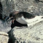 Antarctic petrel. Adult feeding chick. Hop Island, Prydz Bay, Antarctica, February 1990. Image &copy; Colin Miskelly by Colin Miskelly