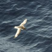 Antarctic petrel. In flight, dorsal. Southern Indian Ocean, November 1989. Image &copy; Colin Miskelly by Colin Miskelly