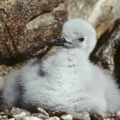 Antarctic petrel. Downy chick. Hop Island, Prydz Bay, Antarctica, February 1990. Image &copy; Colin Miskelly by Colin Miskelly