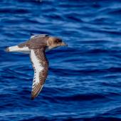 Antarctic petrel. Adult in flight. Southern Ocean, January 2018. Image &copy; Mark Lethlean 2018 birdlifephotography.org.au by Mark Lethlean