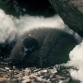 Cape petrel | Karetai hurukoko. Large downy southern chick. Hop Island, Prydz Bay, Antarctica, February 1990. Image &copy; Colin Miskelly by Colin Miskelly
