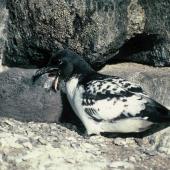 Cape petrel | Karetai hurukoko. Southern adult feeding chick. Hop Island, Prydz Bay, Antarctica, February 1990. Image &copy; Colin Miskelly by Colin Miskelly