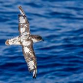 Cape petrel | Karetai hurukoko. Moulting adult in flight, dorsal view. Southern Ocean, January 2018. Image &copy; Mark Lethlean by Mark Lethlean