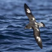 Cape petrel | Karetai hurukoko. Snares subspecies. At sea off Moeraki, June 2022. Image &copy; Oscar Thomas by Oscar Thomas oscarthomas.nz