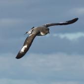 Cape petrel | Karetai hurukoko. Adult in flight. Outer Hawke Bay, June 2016. Image &copy; Les Feasey by Les Feasey