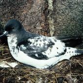 Cape petrel | Karetai hurukoko. Snares adult on nest. North Promontory, Snares Islands, December 1985. Image &copy; Alan Tennyson by Alan Tennyson