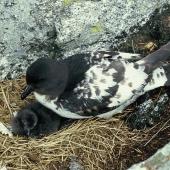 Cape petrel | Karetai hurukoko. Snares adult with downy chick. North Promontory, Snares Islands, December 1985. Image &copy; Alan Tennyson by Alan Tennyson