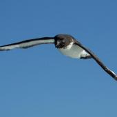 Cape petrel | Karetai hurukoko. Adult in flight. Off Kaikoura, February 2015. Image &copy; Roger Smith by Roger Smith