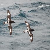 Cape petrel | Karetai hurukoko. Two adults showing different moult stages. At sea south of Auckland Islands, December 2015. Image &copy; Edin Whitehead by Edin Whitehead www.edinz.com