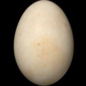 Cape petrel | Karetai hurukoko. Egg 61.5 x 43.3 mm (NMNZ OR.007678, collected by Robert Falla). Western Chain, Snares Islands, December 1947. Image &copy; Te Papa by Jean-Claude Stahl