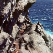 Cape petrel | Karetai hurukoko. Snares adults on breeding site ledge. North Promontory, Snares Islands, December 1984. Image &copy; Colin Miskelly by Colin Miskelly