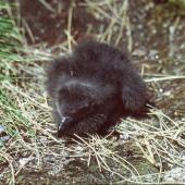 Cape petrel | Karetai hurukoko. Snares downy chick. North Promontory, Snares Islands, January 1985. Image &copy; Colin Miskelly by Colin Miskelly