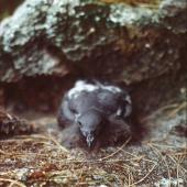Cape petrel | Karetai hurukoko. Large Snares chick at nest site. North Promontory, Snares Islands, February 1983. Image &copy; Colin Miskelly by Colin Miskelly