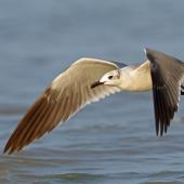 Laughing gull. Non-breeder in flight. Bahia la Ventosa, Mexico, March 2015. Image &copy; Nigel Voaden by Nigel Voaden