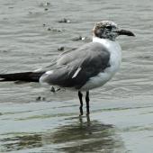 Laughing gull. Adult in partial non-breeding plumage. Cape May, New Jersey, USA, September 2013. Image &copy; Duncan Watson by Duncan Watson