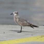 Laughing gull. Immature. Cairns, February 2009. Image &copy; Dick Jenkin by Dick Jenkin